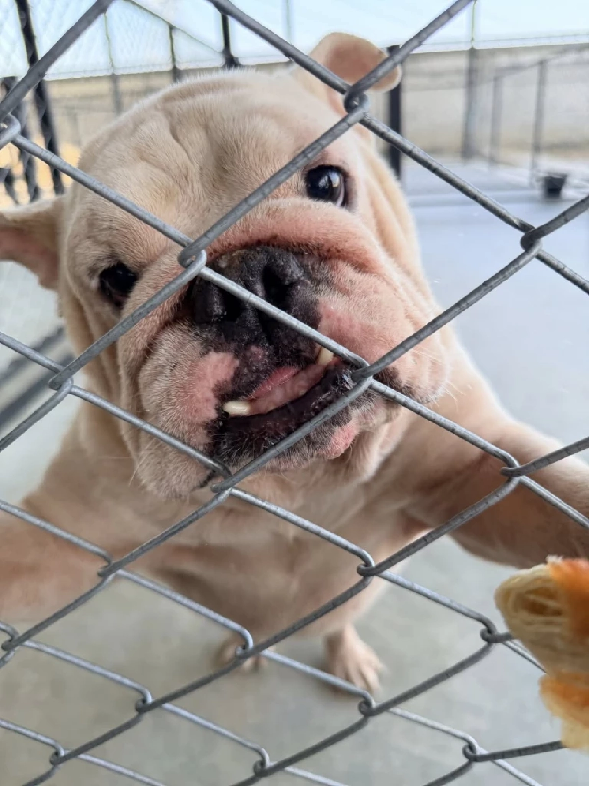 ไม่เคยทอดทิ้ง “ แก้มบุ๋ม ” อัปเดตชีวิตน้องหมา ฟาดดราม่าเก่า