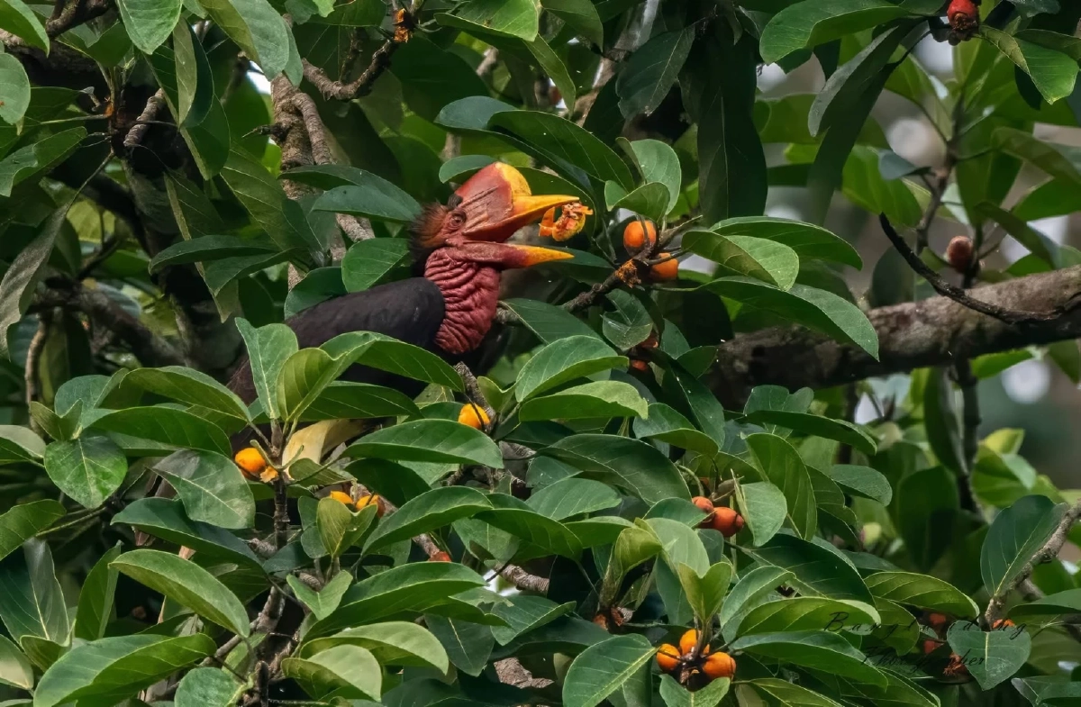 พบ "นกชนหิน" สัตว์ป่าสงวนหายาก โผล่กลางป่าคลองแสง