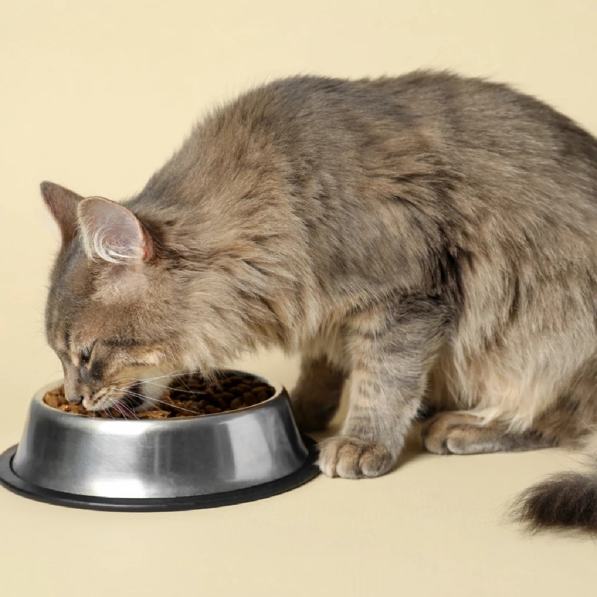 แมวควรกินวันละเท่าไหร่? เปิดสูตรคำนวณอาหารตามน้ำหนักตัว