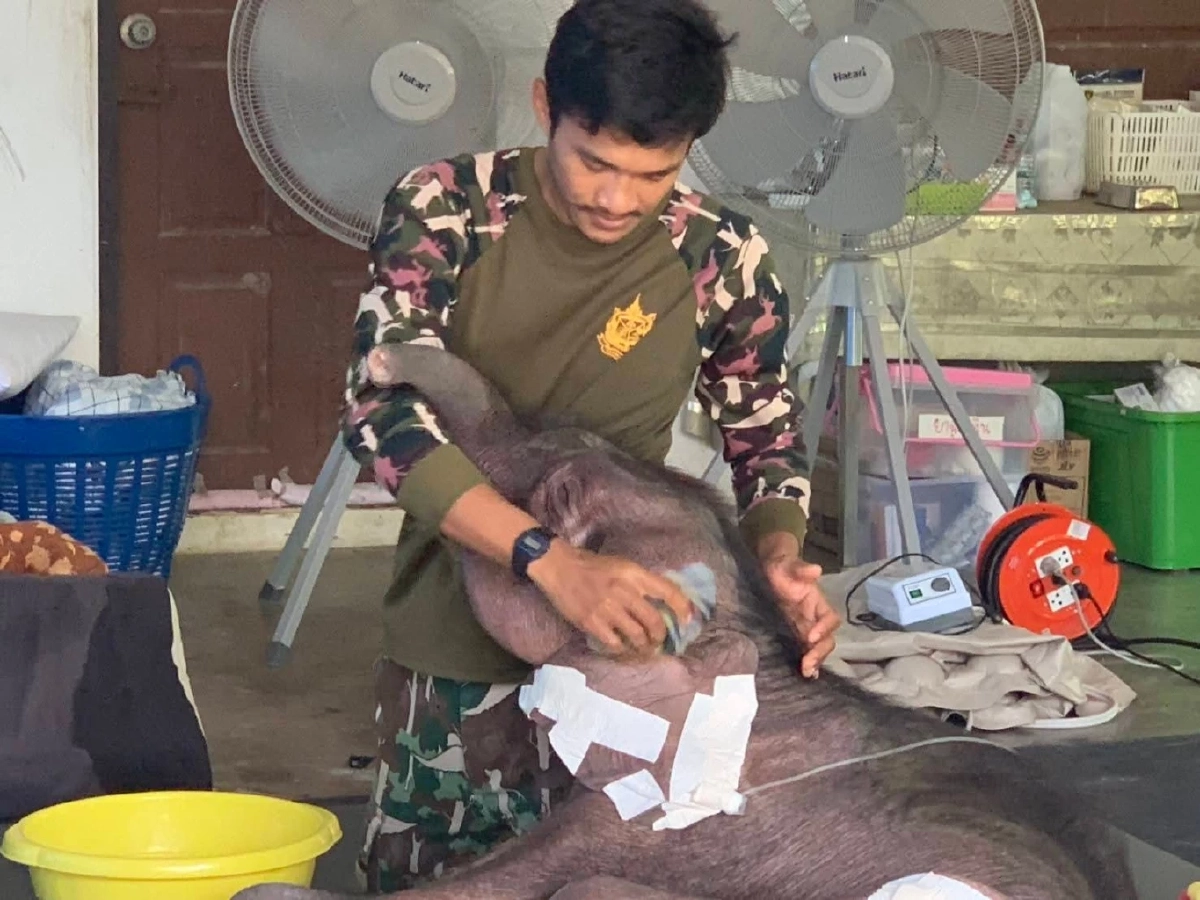 ข้ามปีไม่ทิ้งกัน อัปเดตอาการพังข้าวต้ม ลูกช้างป่าบึงฉวาก ทีมหมอเฝ้าดูแลใกล้ชิด