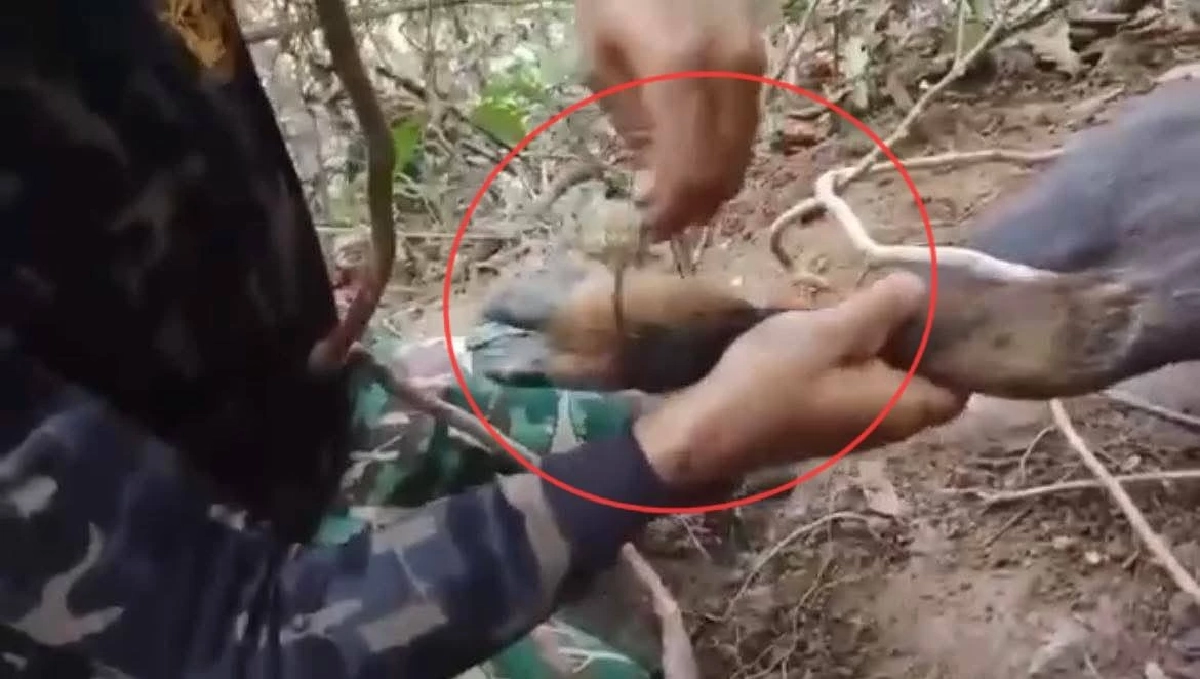 นาทีชีวิต! เลียงผาติดบ่วงพราน เจ้าหน้าที่บุกช่วยก่อนคืนสู่ป่า