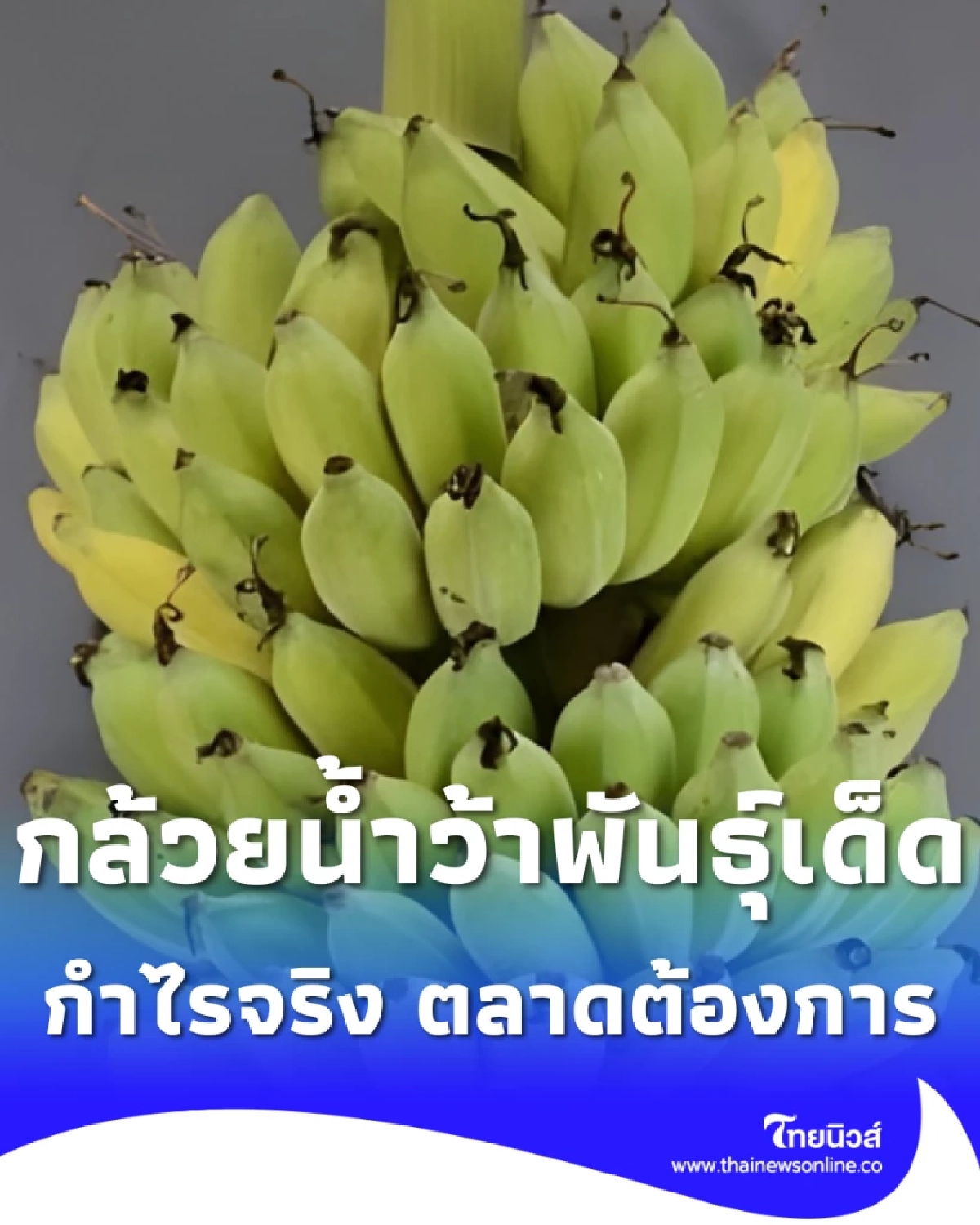 แนะนำ กล้วยน้ำว้าพันธุ์เด็ด ปลูกง่าย กำไรจริง ตลาดต้องการสูง