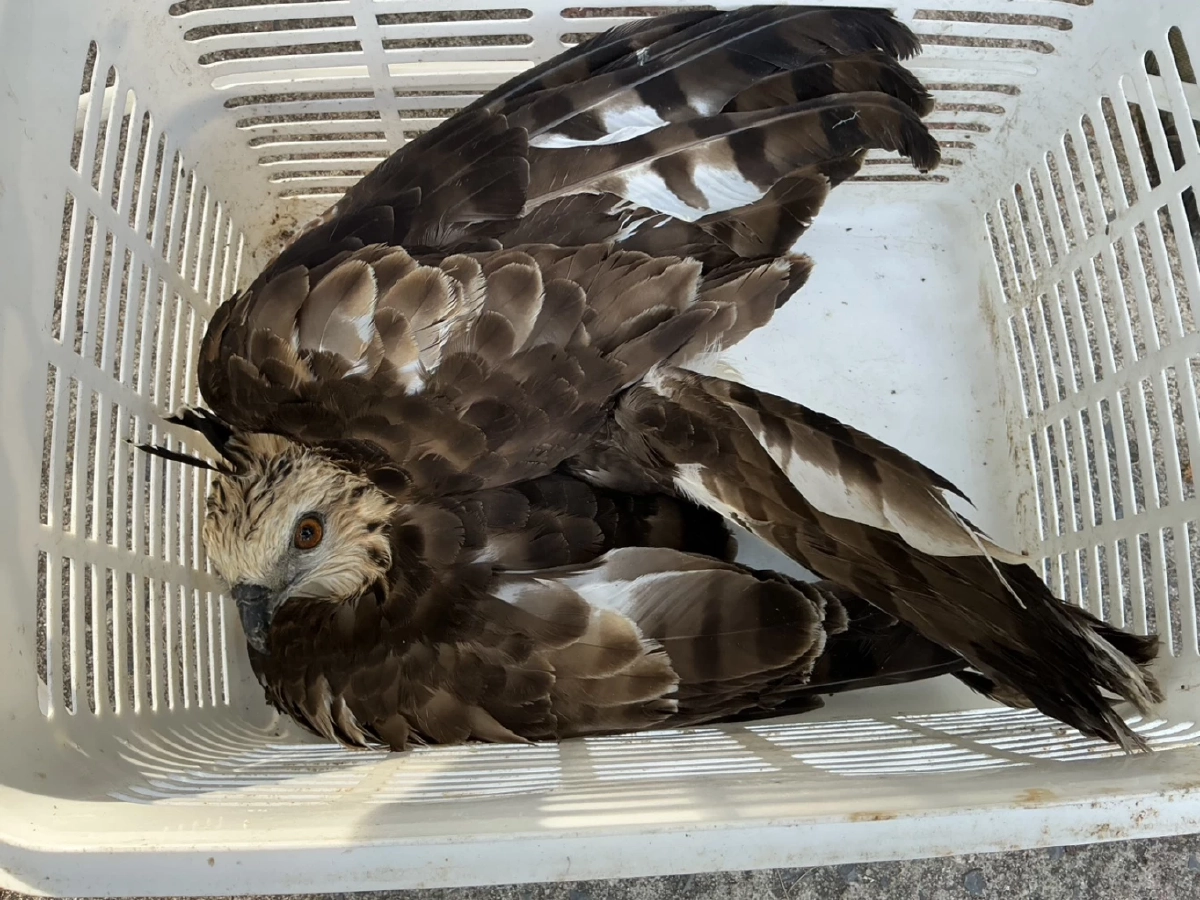 ช่วยเหลือเหยี่ยวบาดเจ็บ ผ่านการแจ้งผ่านสายด่วนพิทักษ์ป่า 1362