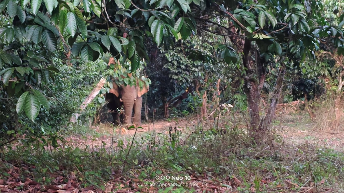 อุทยานฯ น้ำตกคลองแก้ว เฝ้าระวังช้างป่า 15 ตัว ออกนอกพื้นที่