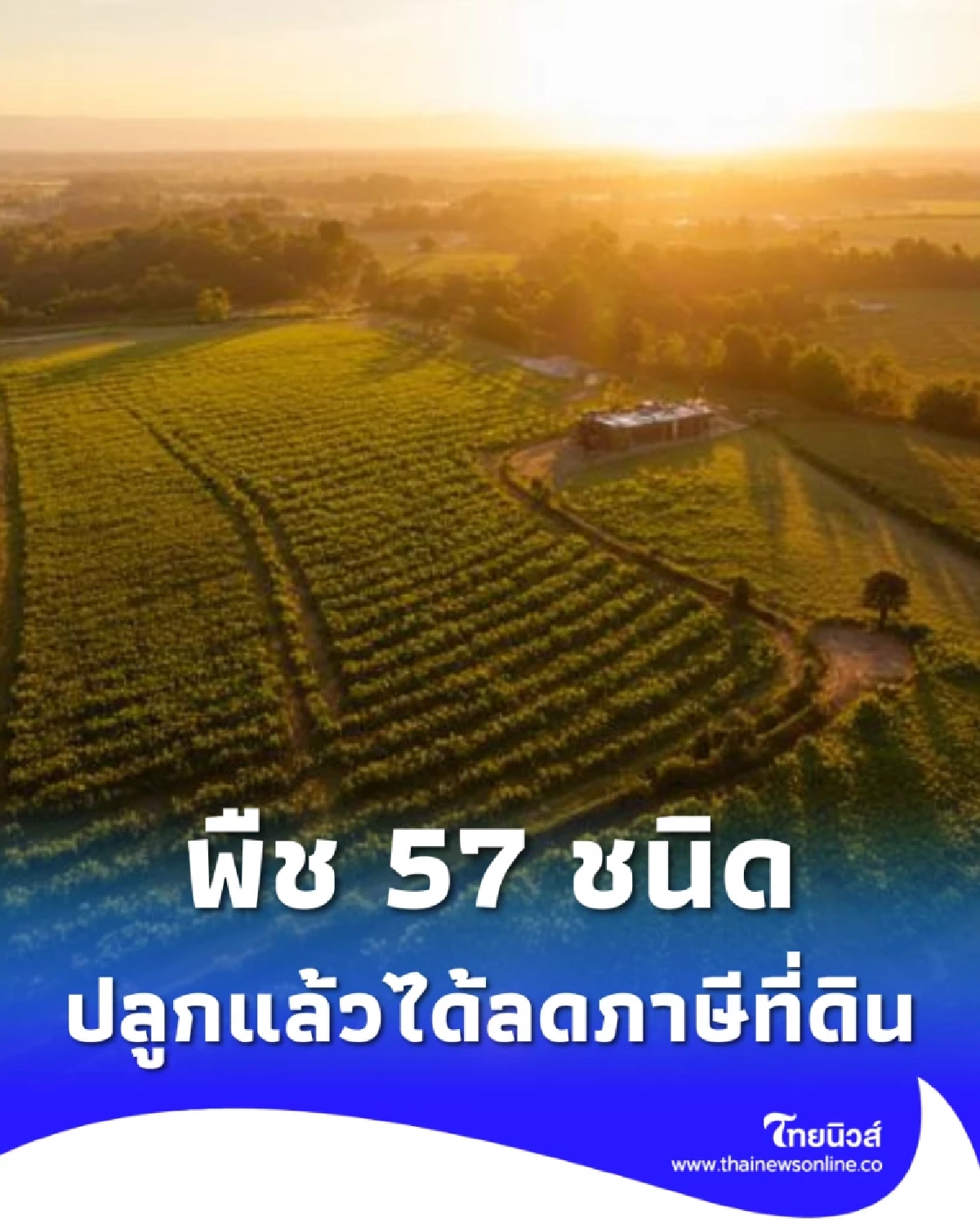 ที่ดินว่างอย่าปล่อยทิ้ง เปิดโผ 57 พืช ปลูกแล้วได้ลดภาษีที่ดิน