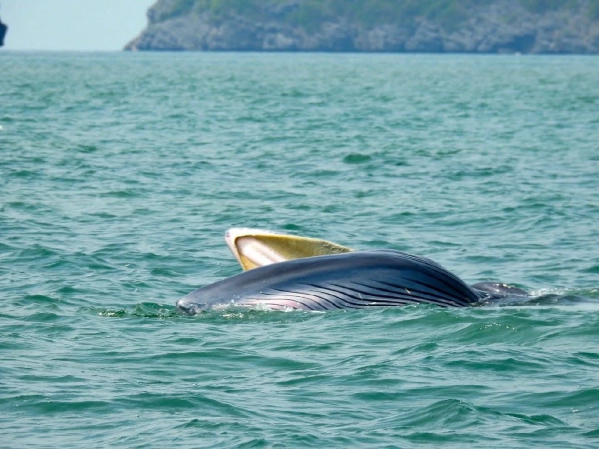 วาฬบรูด้า 2 ตัว อวดโฉมต่อเนื่องใจกลางทะเลหมู่เกาะอ่างทอง