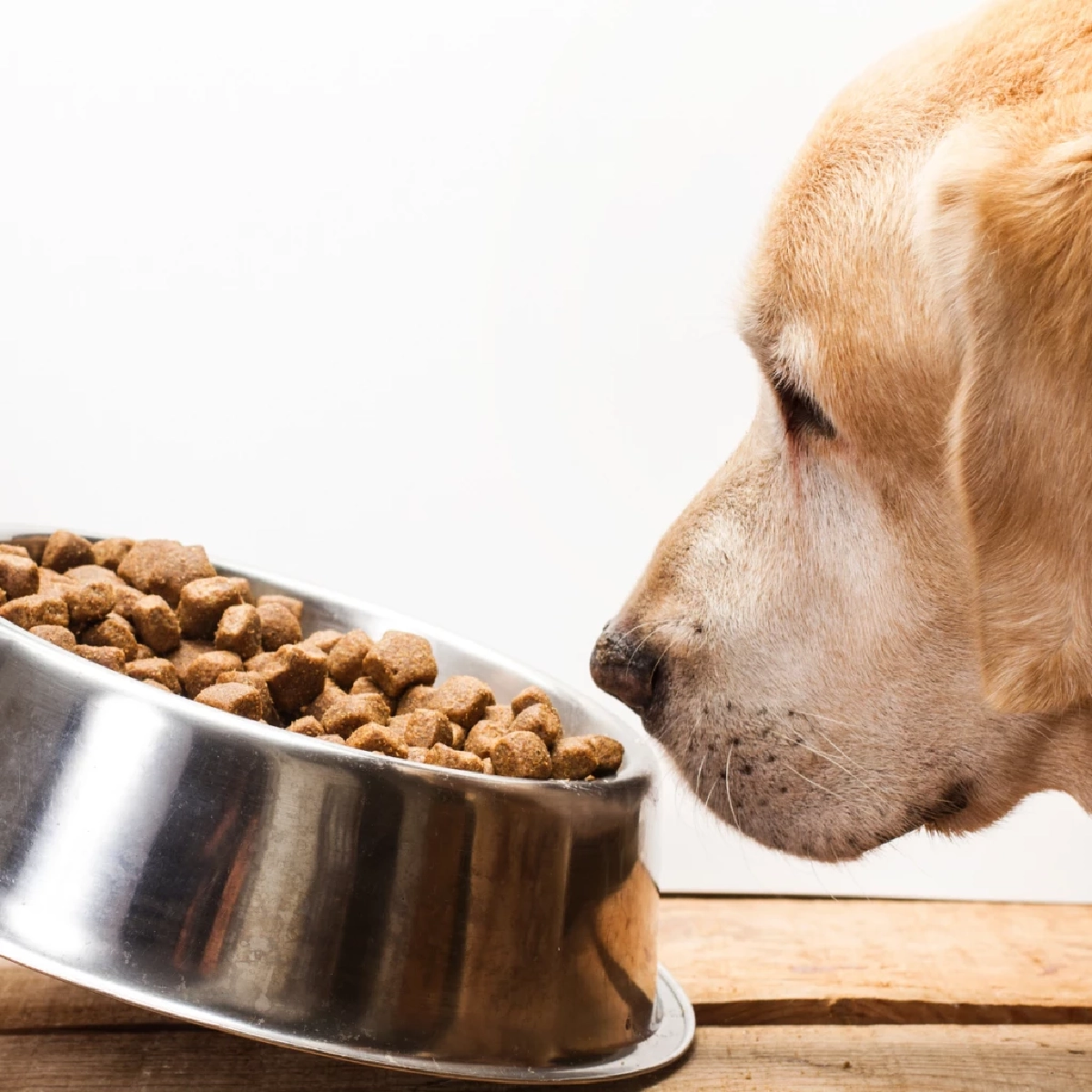 วิจัยเผยอาหารสุนัขพรีเมียมทำโลกร้อนพุ่ง แนะสลับกินอาหารเม็ด