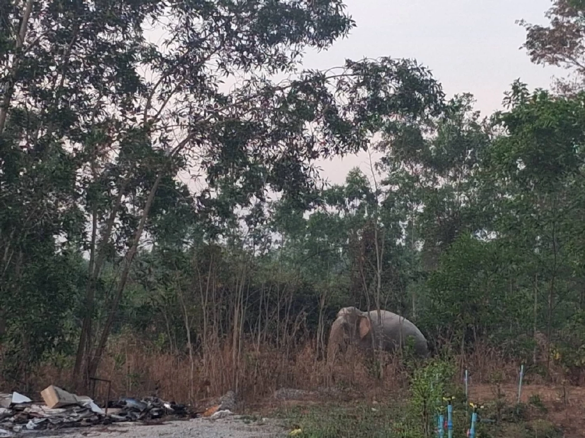 นาทีระทึก! ฝูงช้างป่า 80 ตัวบุกถล่มสวน เผยนาทีทำร้ายคนงานสาหัส