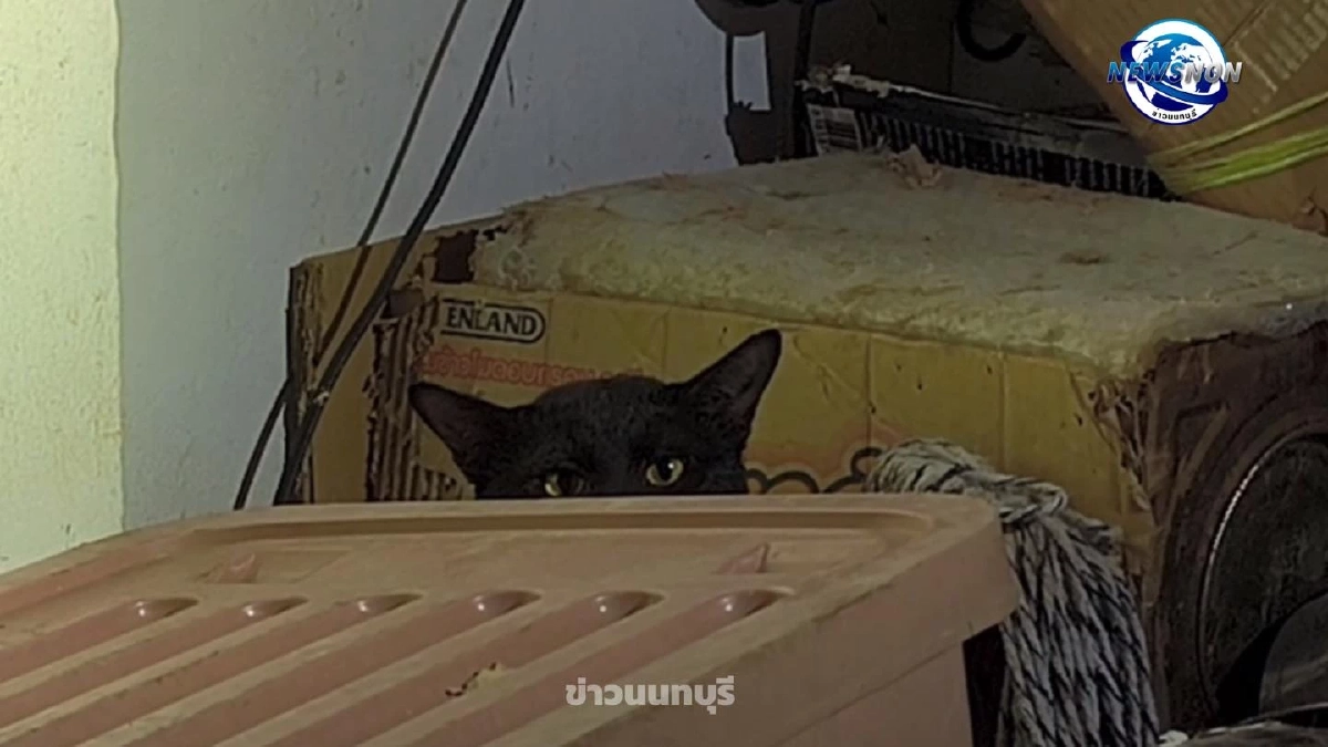  รักแมวจนชีวิตพลิก ลุงวัย 63 เช่าห้องเลี้ยงแมวหลายสิบตัว 