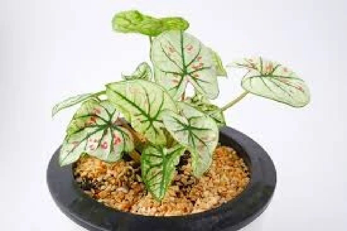 ระวังไว้ก่อน! 5 ต้นไม้ใกล้ตัว อันตรายกับสัตว์เลี้ยงโดยไม่รู้ตัว