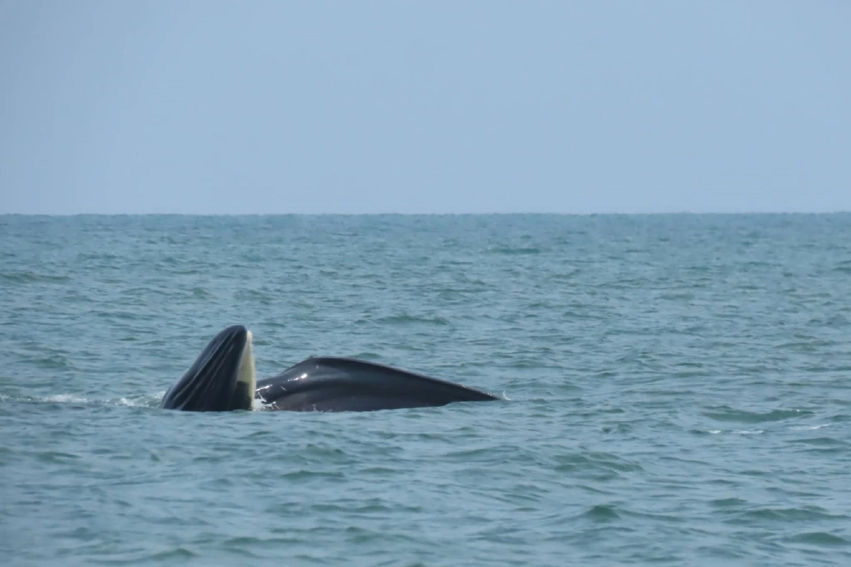 วาฬบรูด้าโผล่กลางอ่างทอง สัญญาณทะเลไทยฟื้นตัว