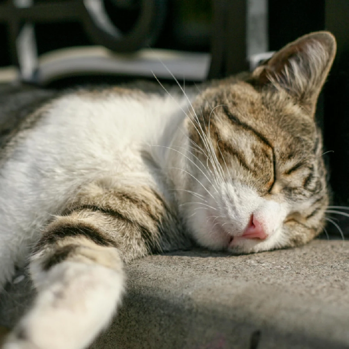 วิธีปฐมพยาบาลเมื่อแมวมีอาการชัก ข้อควรทำและห้ามทำเพื่อความปลอดภัย