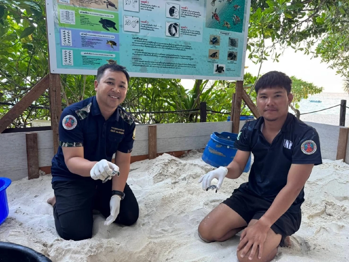 สิมิลันเฮ! ลูกเต่าตนุรังที่ 3 ฟักตัว 51 ตัว ลงสู่ทะเลอันดามัน