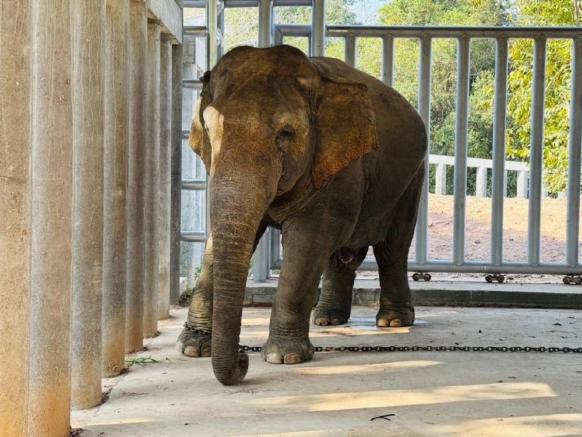 กรมอุทยานฯ แจงภารกิจย้าย ช้างป่า สีดอแก้ว สู่ช่องกล่ำบน