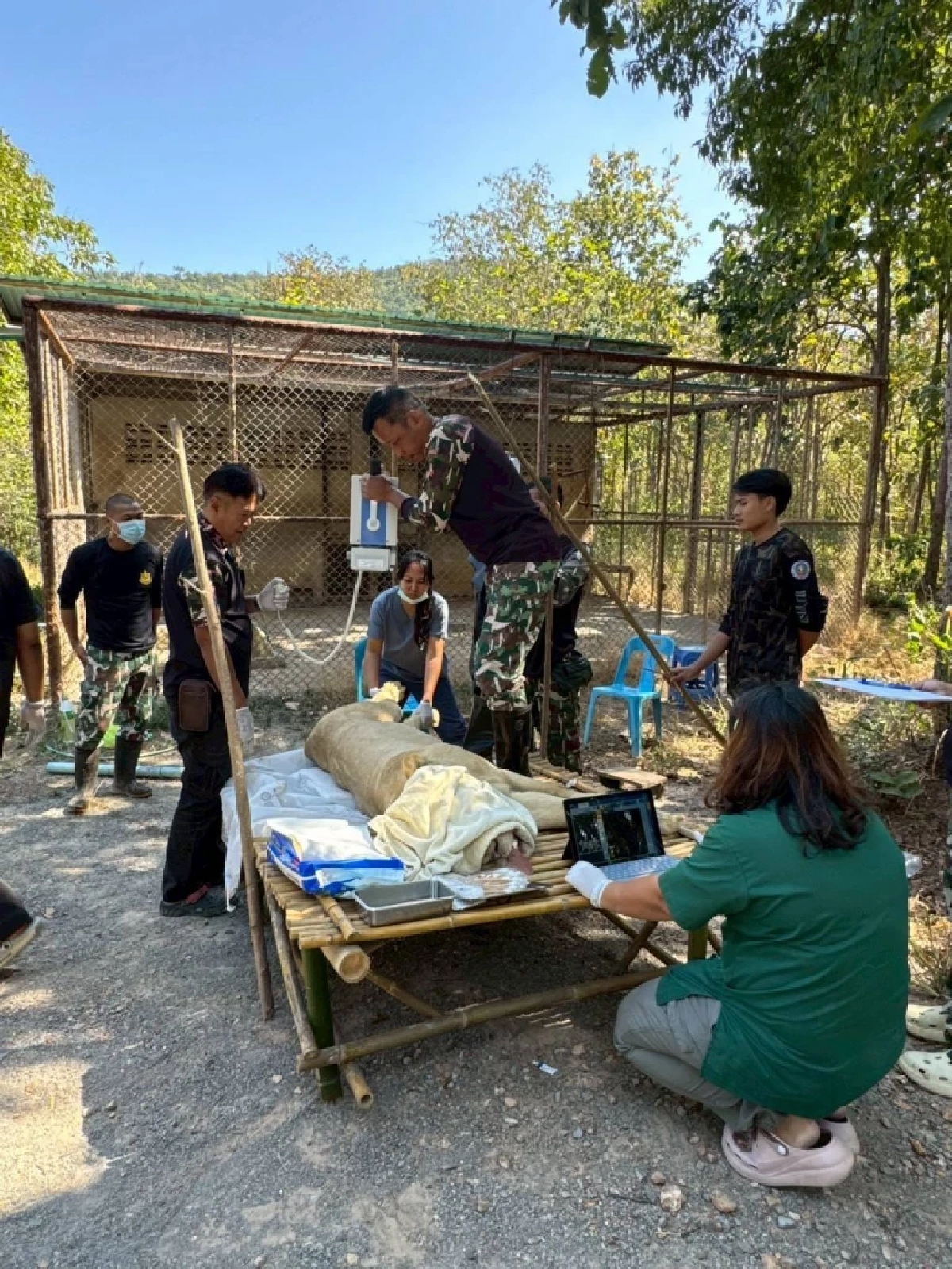 กรมอุทยานฯ ระดมทีมสัตวแพทย์เร่งรักษา เมอรี่–คริสต์มาส