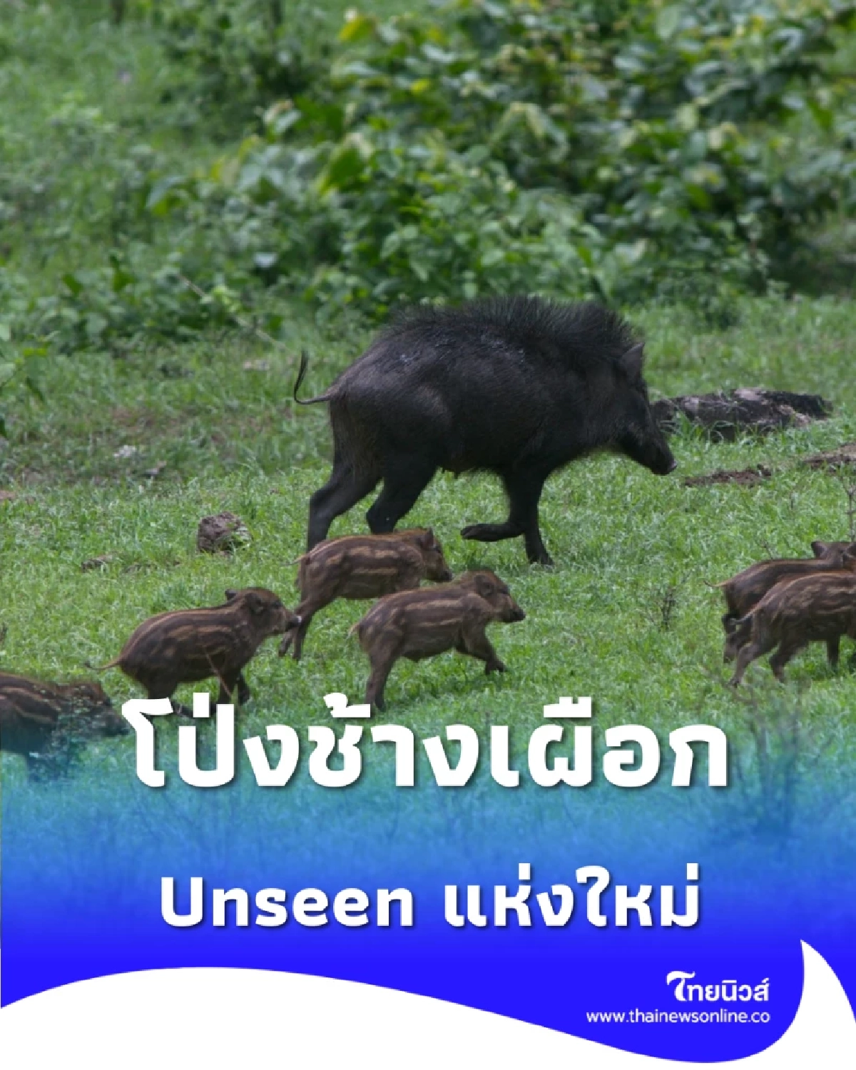 จากร้างสู่รุ่ง เปิดตำนาน โป่งช้างเผือก แหล่งดูสัตว์ป่าสุด Unseen แห่งใหม่