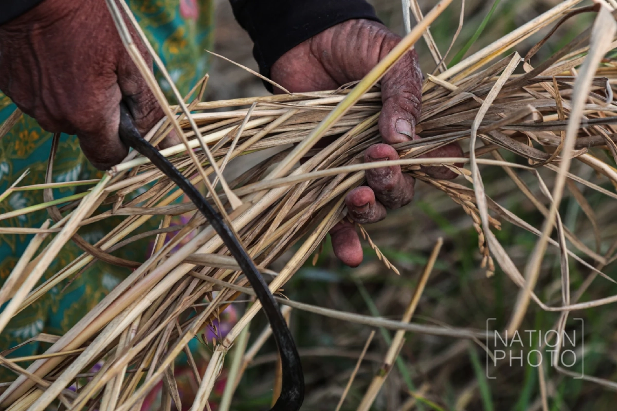 ชาวนาชายแดนสระแก้วกลับมาเกี่ยวข้าวล่าช้าเกือบเดือน หลังอพยพ