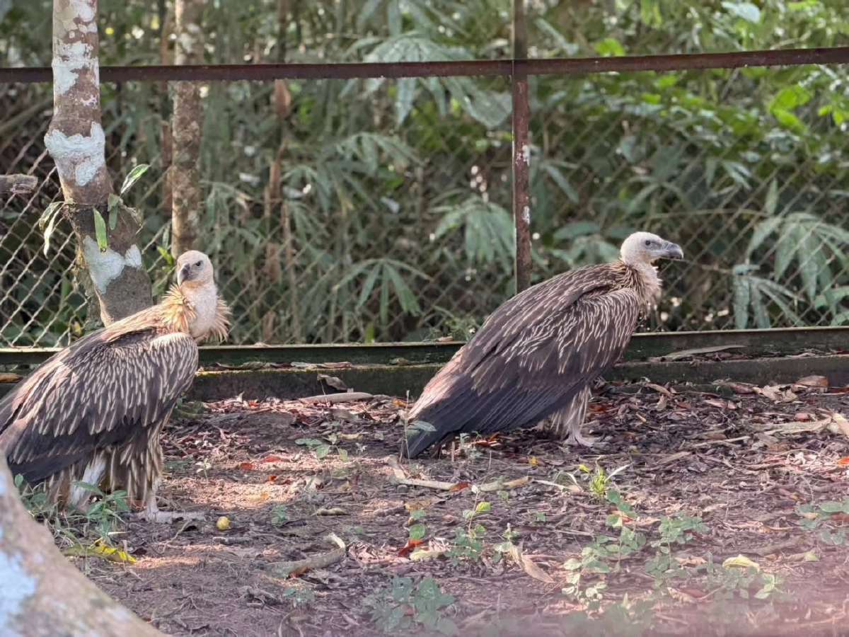 สัญญาณฟื้นตัวดี อัปเดตอาการแร้งสีน้ำตาลหิมาลัย ปีกเริ่มแข็งแรง