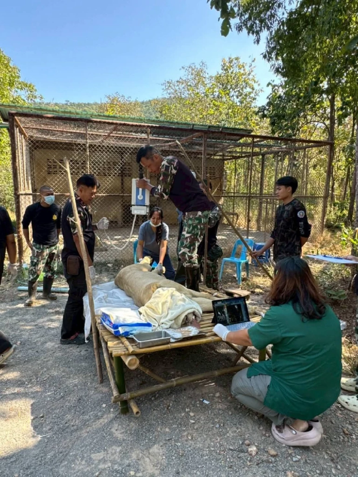 กรมอุทยานฯ เร่งรักษา “สิงโตขาว” ของกลาง ป่วยท้องผูกรุนแรงที่เขาสน