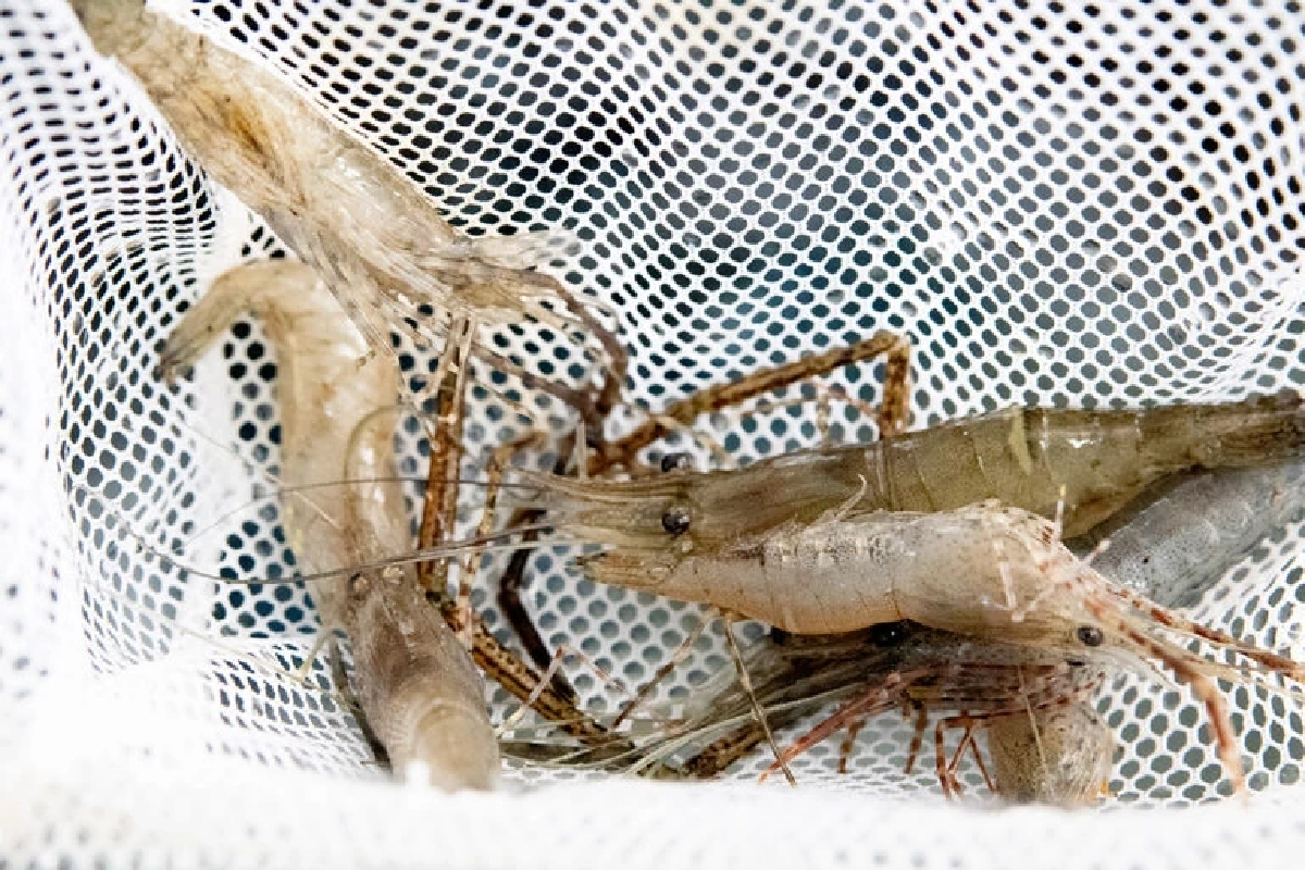 โอกาสทองเกษตรกรไทย ดัน กุ้งชฎา ดาวรุ่งใหม่ ป้อนตลาดญี่ปุ่น-จีน