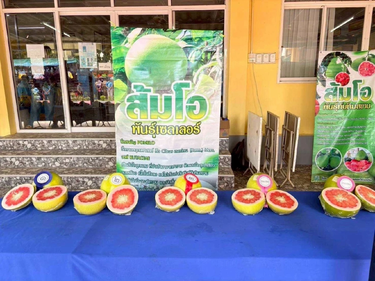 กรมทรัพย์สินทางปัญญา ประกาศ “ส้มโอเวียงแก่น” เป็น GI น้องใหม่