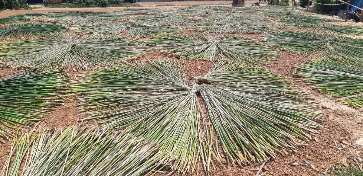 ปั้นเสื่อกกสู่เวทีโลก กกเหล่าพัฒนา ขึ้นแท่น GI ภูมิปัญญานครพนม