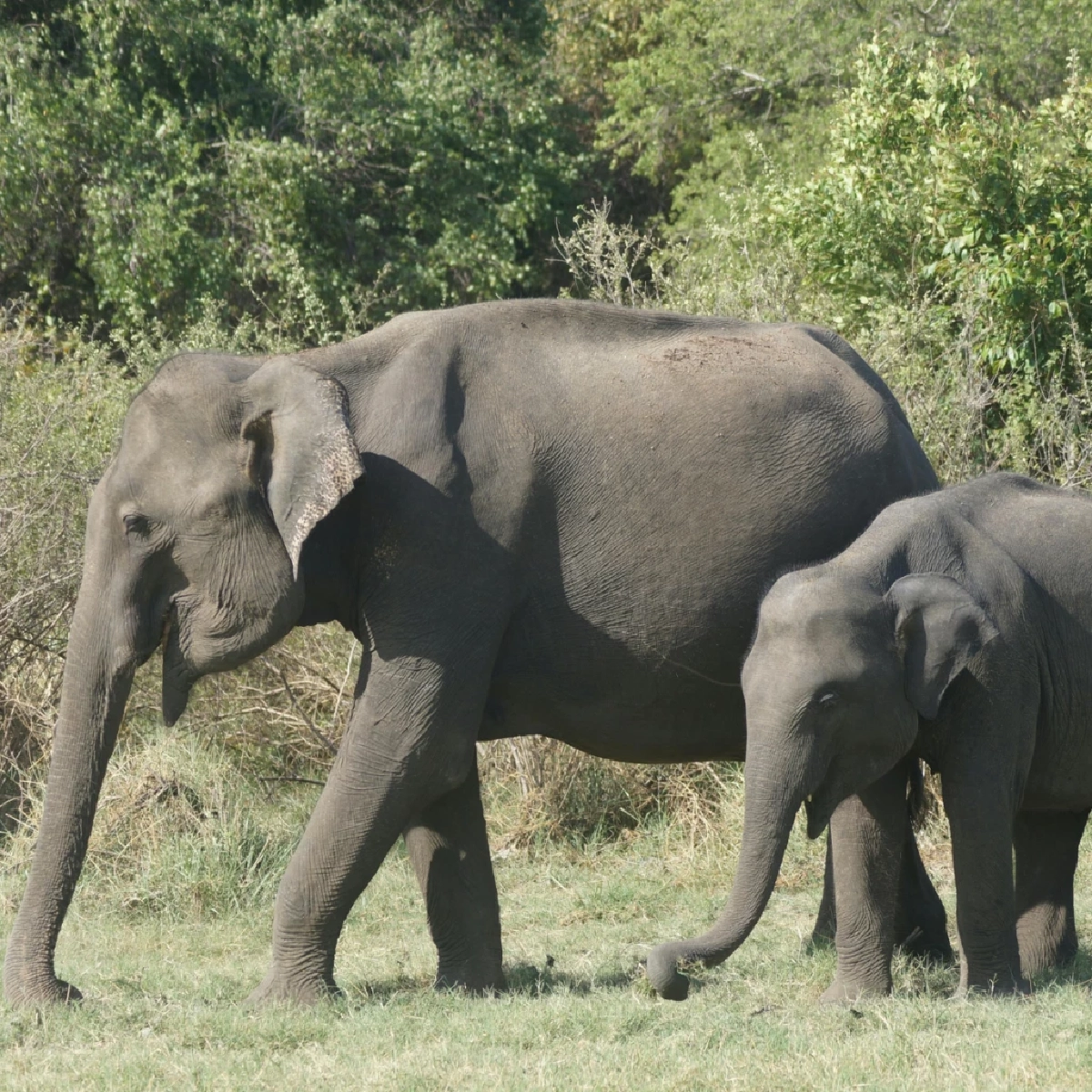 ช้างล้นประเทศ! เปิดพิกัด 5 ชาติที่มีประชากรช้างหนาแน่นที่สุด