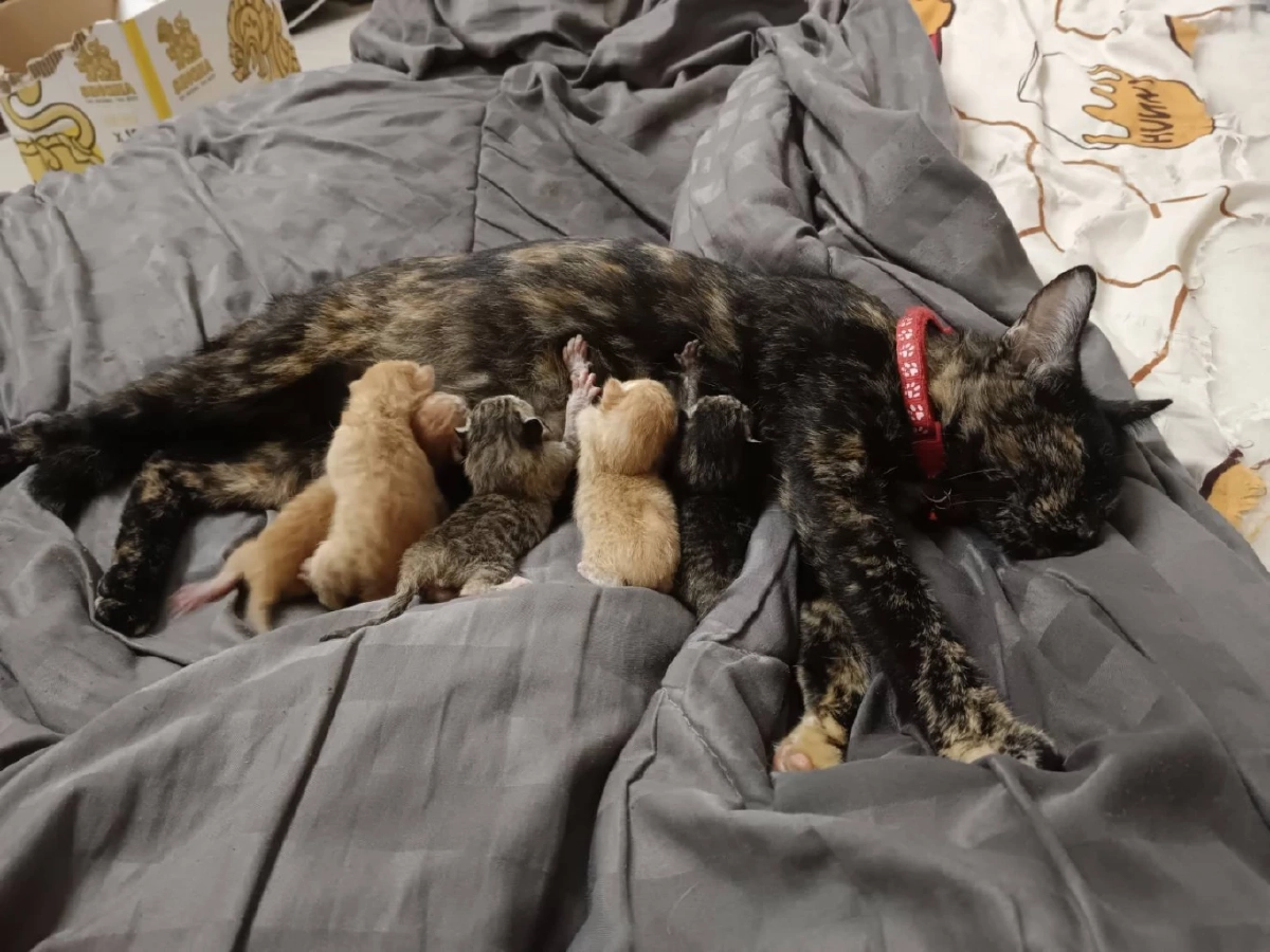 ภารกิจสำเร็จ! ตำรวจทางหลวงอยุธยาช่วยแมวพลัดหลงได้กลับบ้านแล้ว