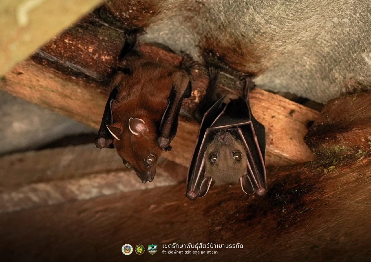 ทำความรู้จัก ค้างคาวขอบหูขาวกลาง ฮีโร่ตัวจิ๋วผู้ปลูกป่า
