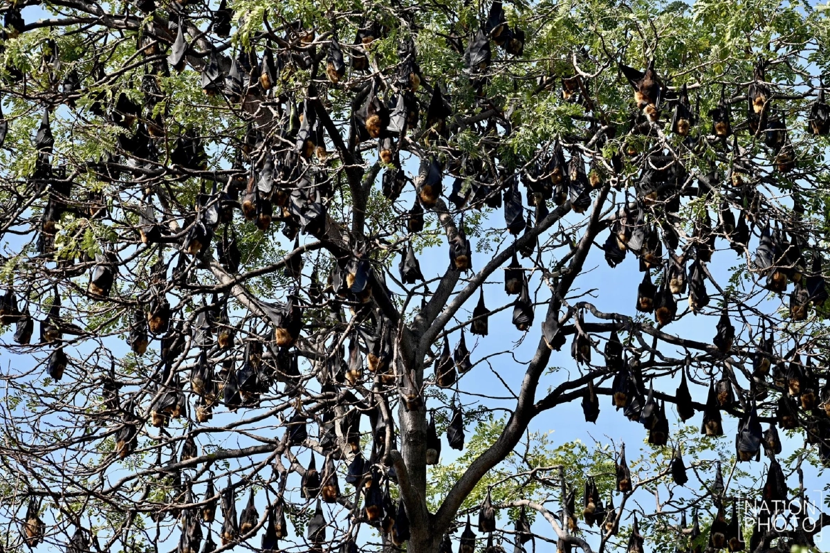 อยุธยาเร่งล้างวัดขนอนใต้ หลังพบมูลค้างคาวสะสมจำนวนมาก