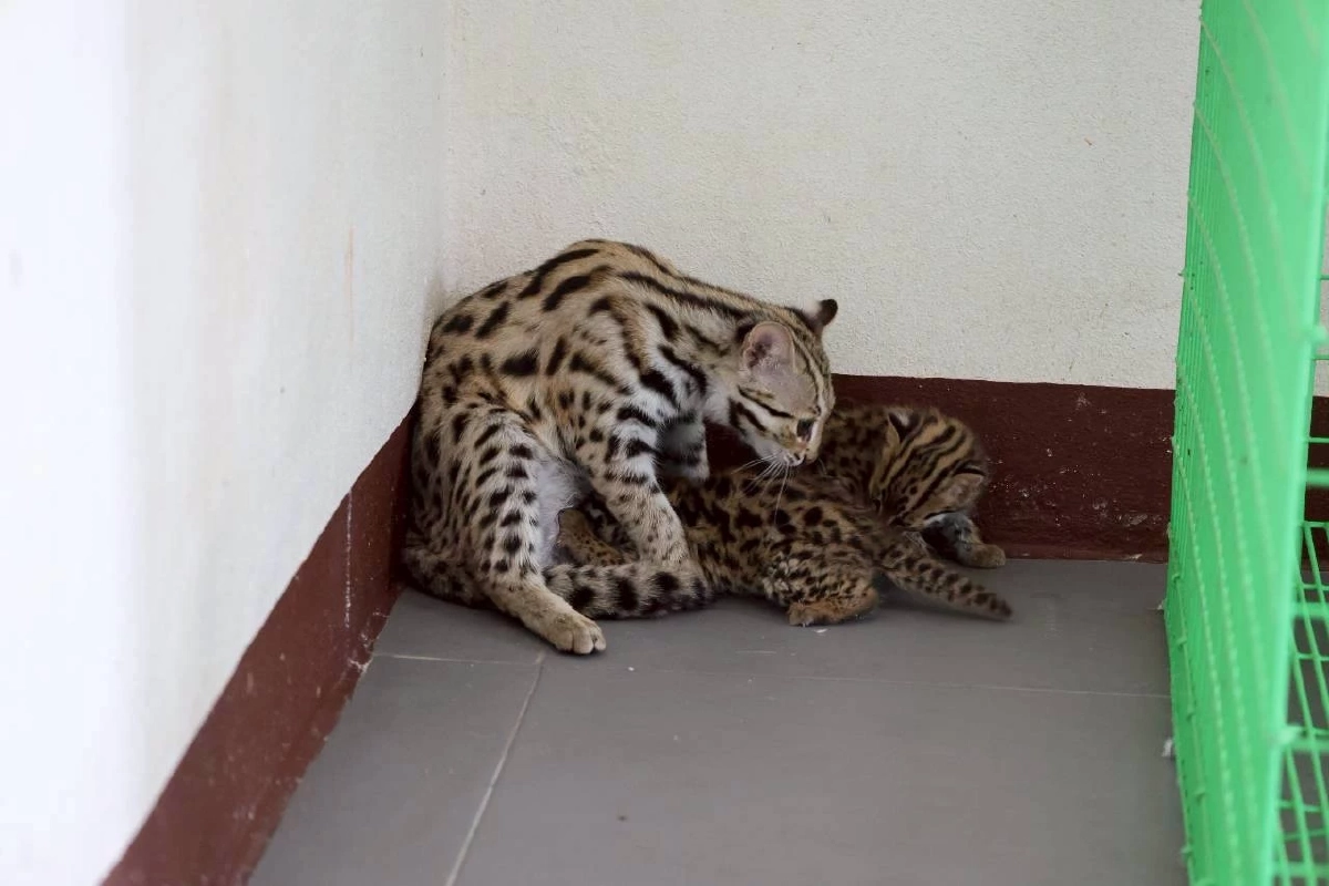 ว้าวุ่นกันทั้งคลินิก! เมื่อ สมพร แมวดาวตัวตึง ต้องกลายเป็นพี่เลี้ยงเด็ก