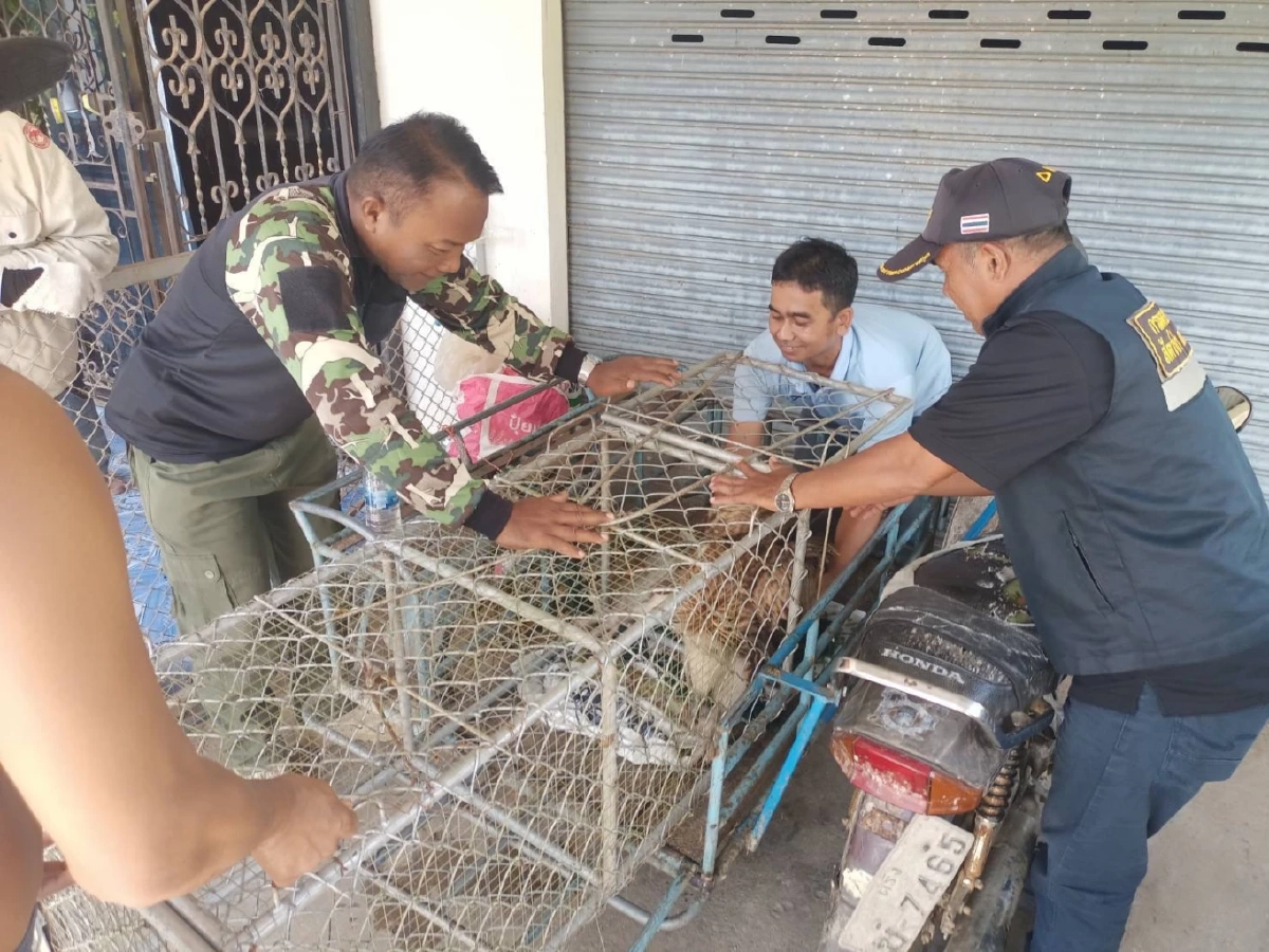 ศบอ.6 สงขลา เร่งช่วยเหลือ แร้งสีน้ำตาลหิมาลัย บาดเจ็บ