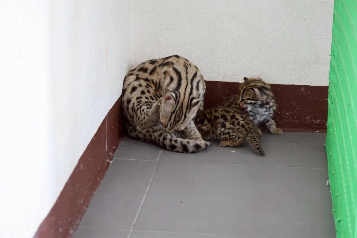 ว้าวุ่นกันทั้งคลินิก! เมื่อ สมพร แมวดาวตัวตึง ต้องกลายเป็นพี่เลี้ยงเด็ก