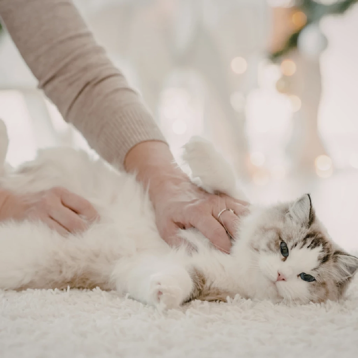 โชว์พุงไม่ได้แปลว่าให้จับ ไขปริศนาว่าทำไมแมวหวงพุง