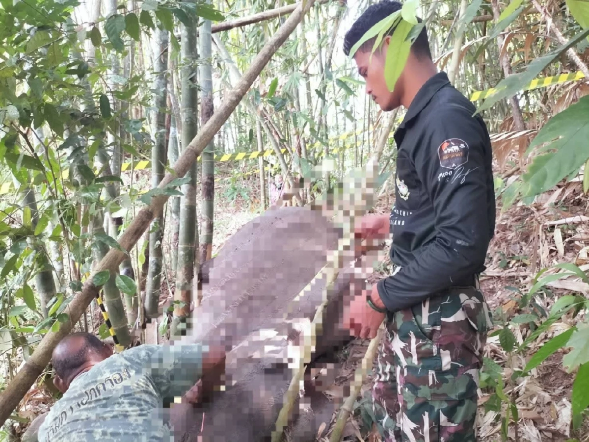 สลด! พบซากช้างป่าน้อยกลางป่าสะบ้าย้อย ด่วนพิสูจน์ปมดับ