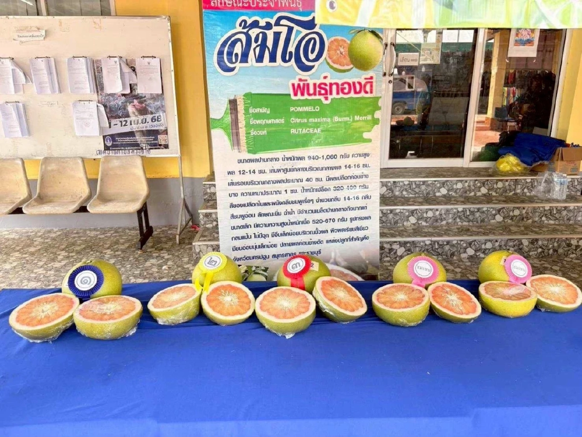 กรมทรัพย์สินทางปัญญา ประกาศ “ส้มโอเวียงแก่น” เป็น GI น้องใหม่