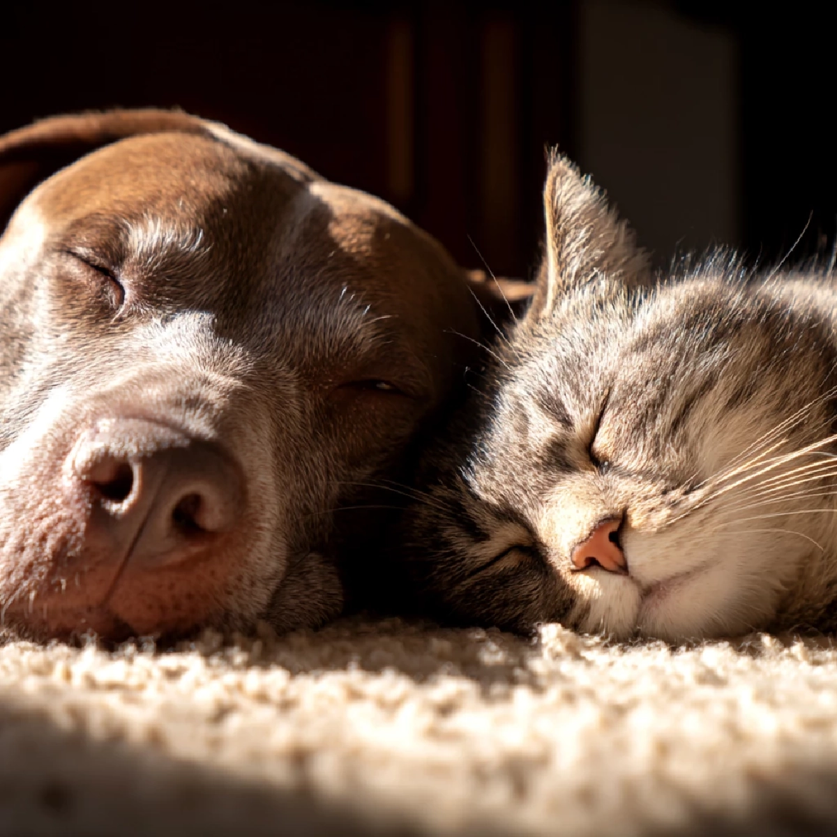 กทม. เปิดจดทะเบียนและฝังไมโครชิปสัตว์เลี้ยงฟรี รับกฎหมายใหม่