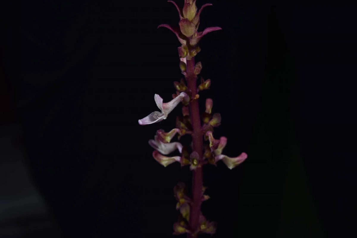 ค้นพบ หูเสือใบขน พรรณไม้หายากที่หายไป 130 ปี