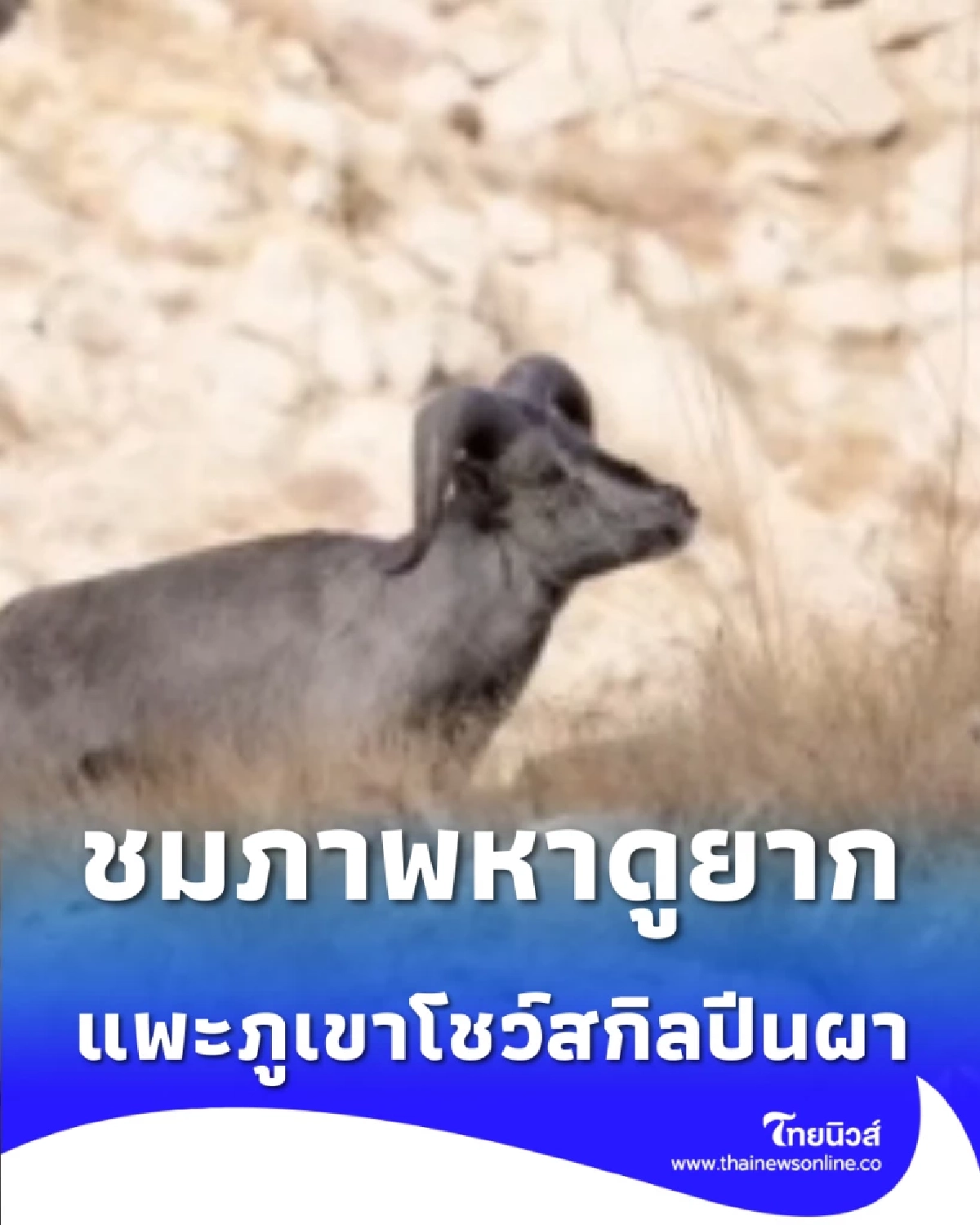 หาดูยาก ช็อตเด็ดแพะภูเขาโชว์สกิลปีนผา ผลงานชิ้นเอกแห่งพงไพร