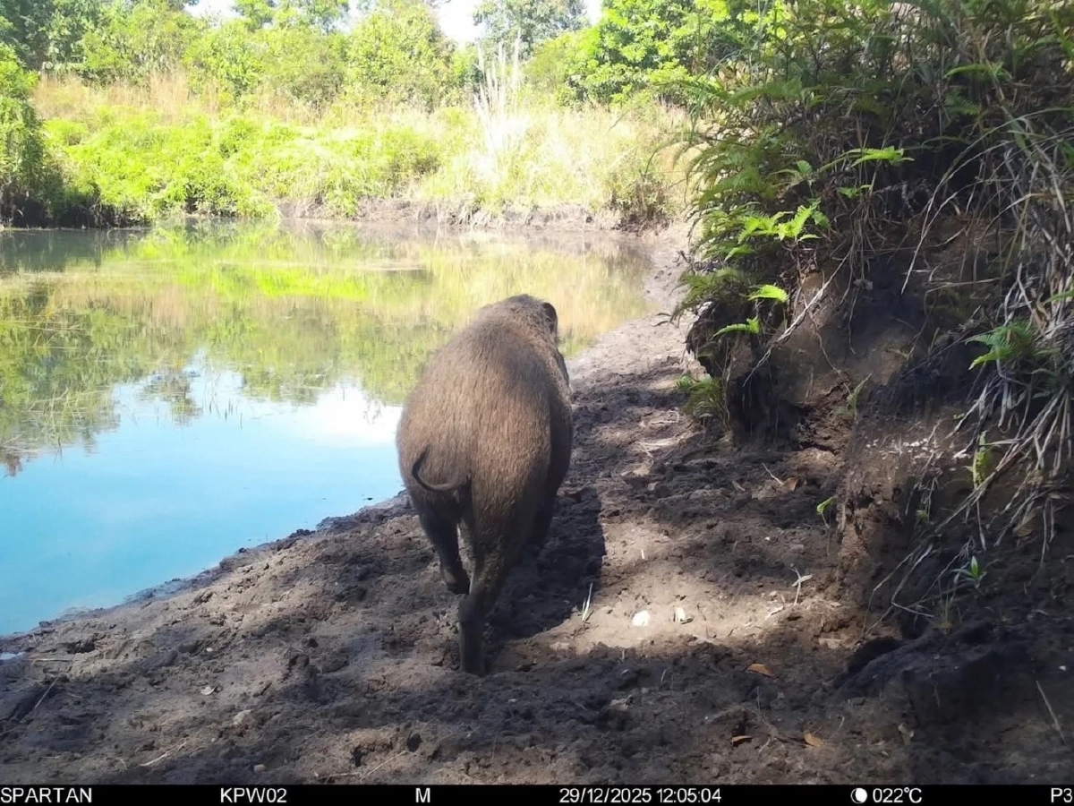 เปิดภาพลับทุ่งกบาลกะไบ สัตว์ป่าโผล่พรึบ 22 ชนิดรับลมหนาว