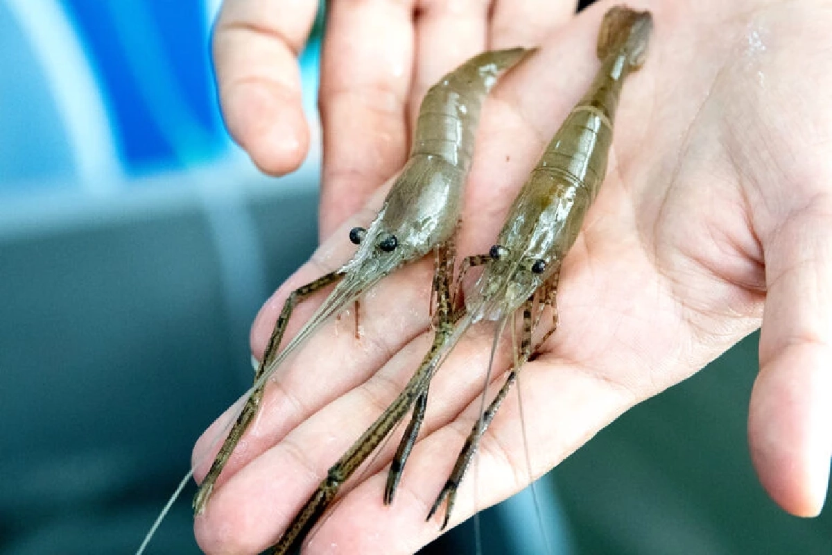 โอกาสทองเกษตรกรไทย ดัน กุ้งชฎา ดาวรุ่งใหม่ ป้อนตลาดญี่ปุ่น-จีน