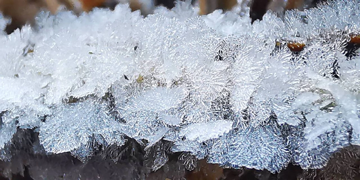 หนาวจัดสะกดสายตา! เหมยขาบ–แม่คะนิ้ง ขาวโพลนยอดดอยอินทนนท์