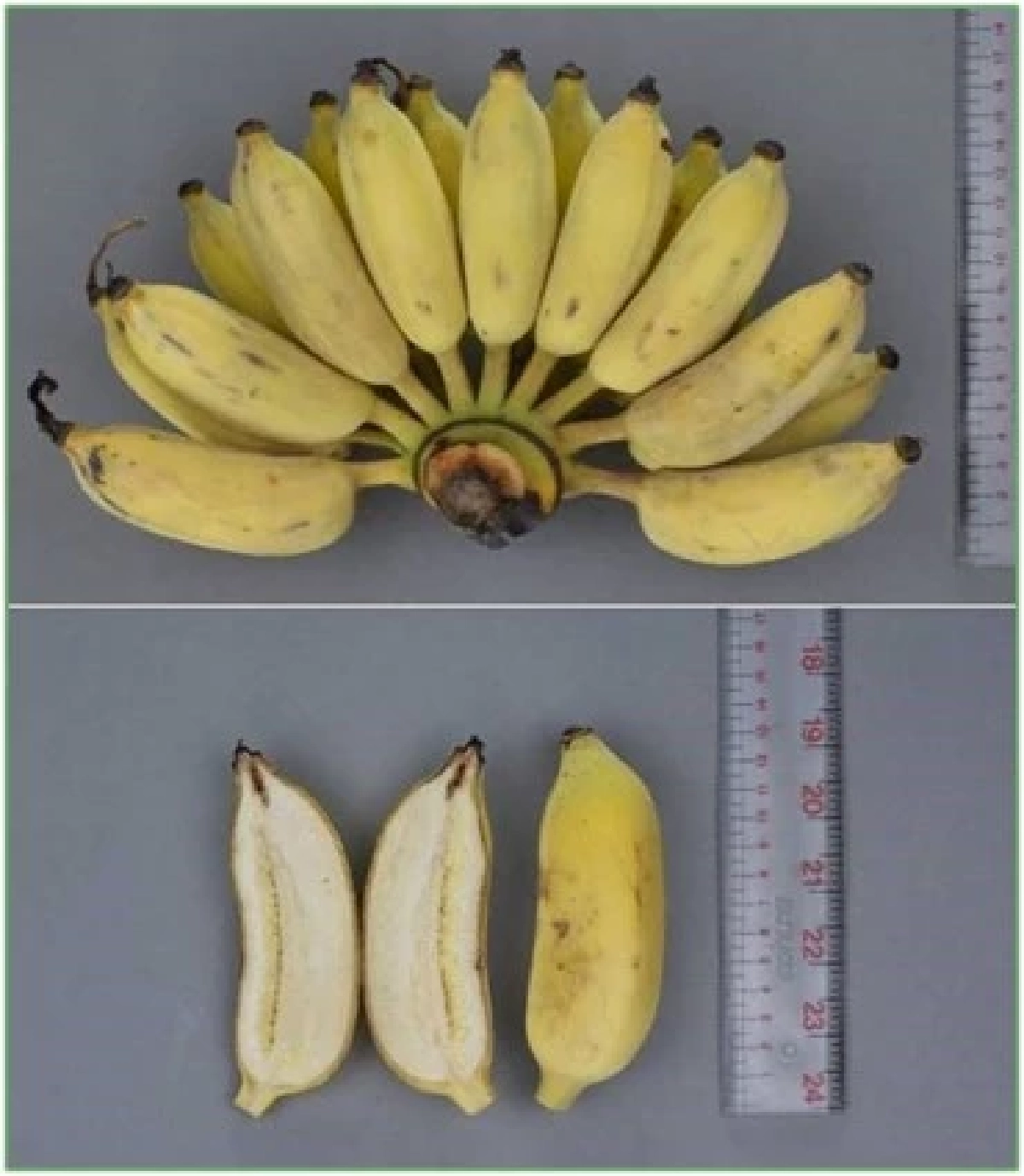 แนะนำ กล้วยน้ำว้าพันธุ์เด็ด ปลูกง่าย กำไรจริง ตลาดต้องการสูง