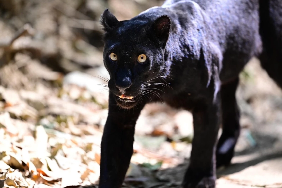 นักท่องเที่ยวโชคดี ถ่ายภาพเสือดำแก่งกระจาน ตอกย้ำมรดกโลก