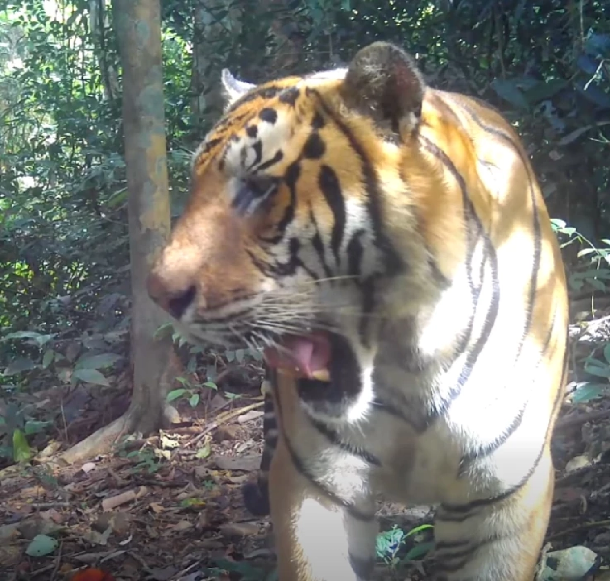 เสือโคร่ง "ณเดช" โชว์หาวหน้ากล้อง ทำชาวเน็ตแห่แชร์ความหล่อ