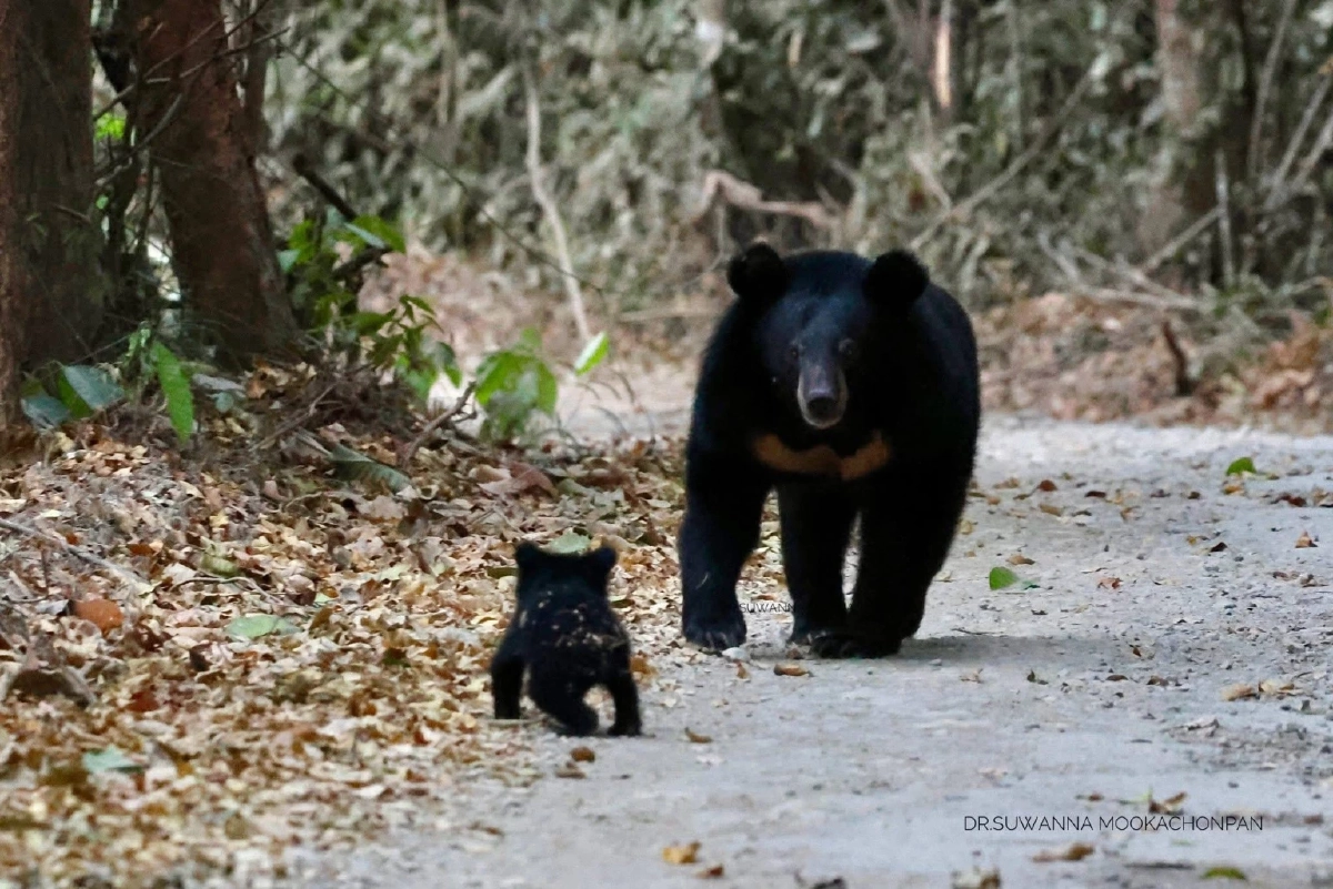นทท. เผยภาพหาดูยาก หมีควายแม่ลูก โผล่ถนนแก่งกระจาน
