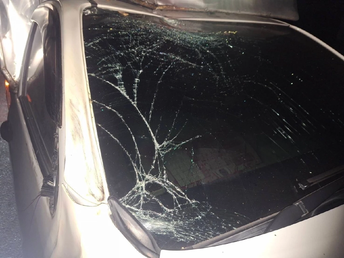 รถยนต์ชนกระทิงป่ากลางดึก บนเส้นทางเขาใหญ่ รถเสียหายหนัก