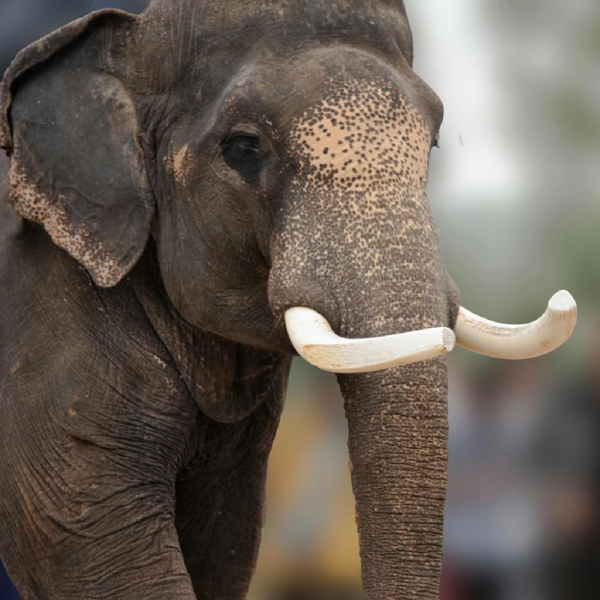 ช้างล้นประเทศ! เปิดพิกัด 5 ชาติที่มีประชากรช้างหนาแน่นที่สุด