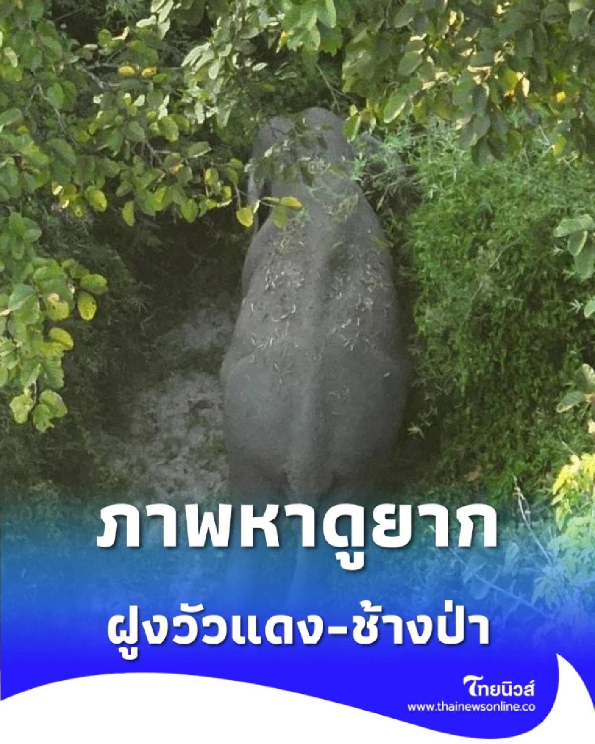 ภาพหาดูยาก โดรนจับชัดฝูงวัวแดง-ช้างป่า ออกหากินห้วยทับเสลา