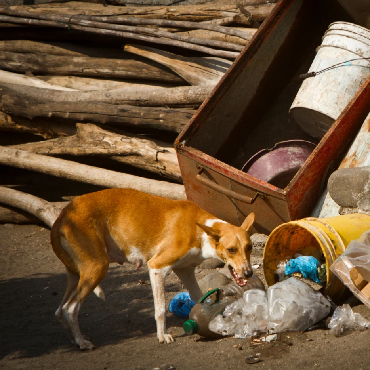 เลี้ยงทิ้งขว้างระวังคุก! เปิดกฎหมายทารุณกรรมสัตว์ โทษหนักปรับหลักแสน